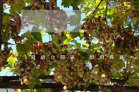劳动合同法 知识竞赛 劳动合同法 知识竞赛